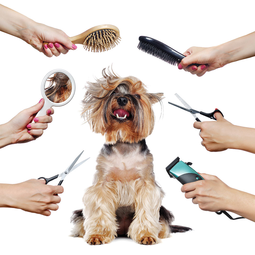 Top Grooming Dog Paws of the decade Learn more here 